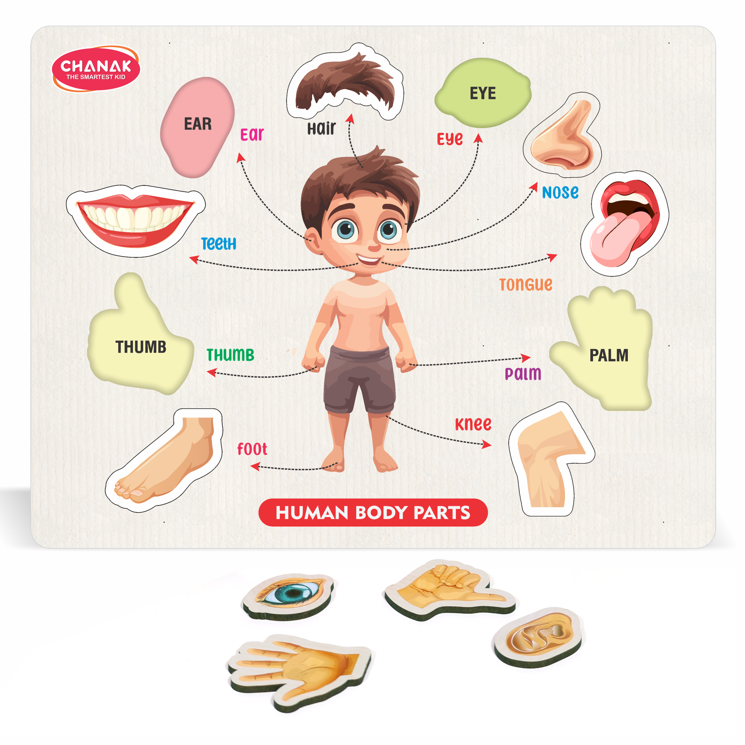 Chanak 4-in-1 Wooden Educational Puzzle Combo – Human Body, Alphabet, Vegetables & India Map – Montessori Learning Set for Toddlers & Preschoolers Age 2+ Aditi Toys Pvt. Ltd.
