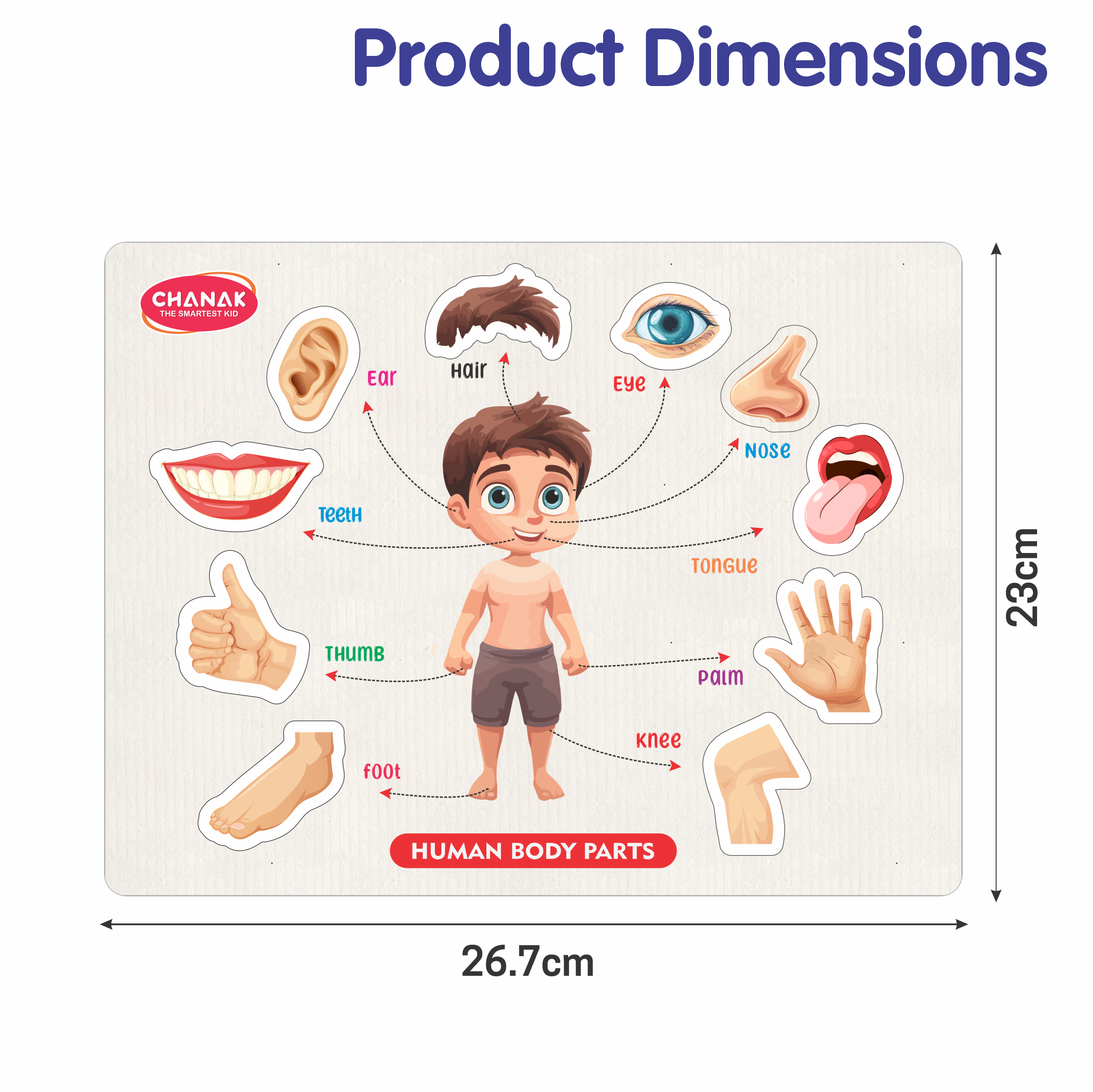 Chanak 4-in-1 Wooden Educational Puzzle Combo – Human Body, Alphabet, Vegetables & India Map – Montessori Learning Set for Toddlers & Preschoolers Age 2+ Aditi Toys Pvt. Ltd.